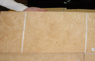 Konstruksi Burl kenari Veneer kayu kuning dengan ketebalan 0.50mm